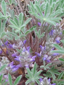 Lupinus caespitosus